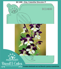 BC 809 - Orquídea Calanthe Discolor