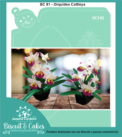 BC 81 - Orquídea Cattleya