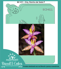 BC 811 - Orquídea Rainha de Sabá