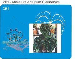 361 - Miniatura Anturium Clarinervim