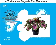 470 - Miniatura Begonia Rex Macarena