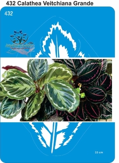 432 - Calathea Veitchiana Grande