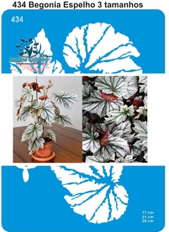 434 - Begonia Espelho - 3 Tamanhos