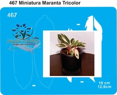 467 - Miniatura Maranta Tricolor