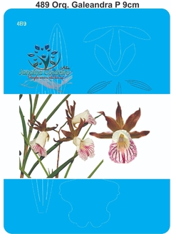 489 - Orquídea Galeandra P (9cm)