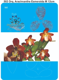 502 - Orquídea Arachnanthe Esmeralda M (12cm)