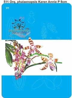 511 - Orquídea Phalaenopsis Karen Annie P (9cm)
