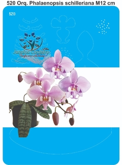 520 - Orquídea Phalaenopsis Schilleriana M (12cm)