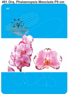 491 - Orquídea Phalaenopsis Mesclada P (9cm)