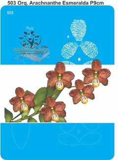 503 - Orquídea Arachnanthe Esmeralda P (9cm)