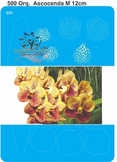 500 - Orquídea Ascocenda M (12cm)