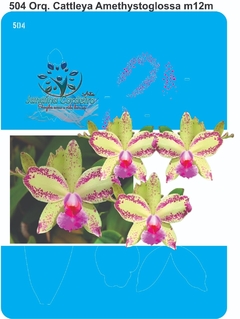 504 - Orquídea Cattleya Amethystoglossa (12cm)