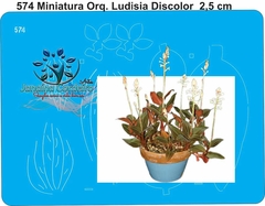 574 - Miniatura Orquídea Ludisia Discolor (2,5cm)