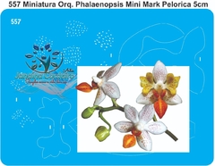 557 - Miniatura Orquídea Phalaenopsis Mini Mark Pelorica (5cm)