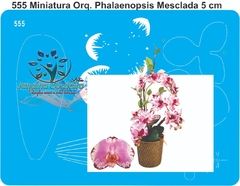 555 - Miniatura Orquídea Phalaenopsis Mesclada (5cm)