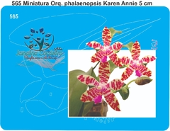565 - Miniatura Orquídea Phalaenopsis Karen Annie (5cm)