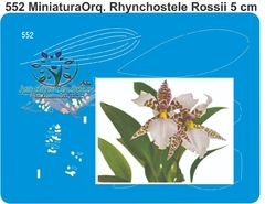 552 - Miniatura Orquídea Rhynchostele Rossi (5cm)