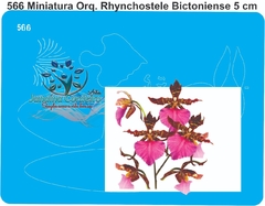 566 - Miniatura Orquídea Rhynchostele Bictoniense (5cm)