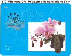 570 - Miniatura Orquídea Phalaenopsis Schilleriana (5cm)