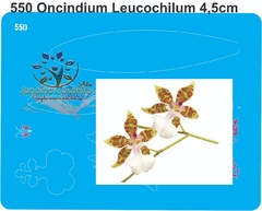 550 - Miniatura Oncindium Leucochilum (4,5 cm)