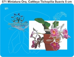 571 - Miniatura Orquídea Cattleya Tichopilia Suavis (5cm)