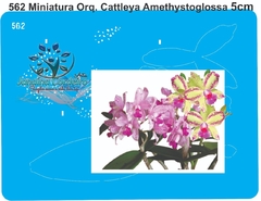 562 - Miniatura Orquídea Cattleya Amethystoglossa (5cm)