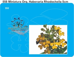 558 - Miniatura Orquídea Hebenaria Rhodocheiiia (5cm)