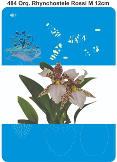 484 - Orquídea Rhynchostele Rossi M (12cm)