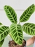 CALATHEA ZEBRINA - comprar online