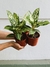 AGLAONEMA BRASIL - comprar online