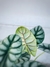 ALOCASIA SILVER DRAGON en internet