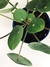 PILEA PEPEROMIOIDES en internet