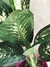 DIEFFENBACHIA TROPIC - comprar online