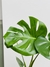 MONSTERA DELICIOSA - comprar online