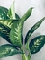 DIEFFENBACHIA TROPIC