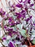 TRADESCANTIA ZEBRINA ROSA - comprar online