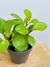 PEPEROMIA LEMON en internet