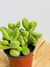 COTYLEDON TOMENTOSA - comprar online