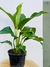 SPATHIPHYLLUM - comprar online