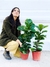 FICUS PANDURATA BAMBINO - comprar online