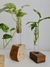 HIDROTERRARIO ORIGENES - Atelier Botánico | Plantas y cosas lindas