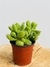 COTYLEDON TOMENTOSA