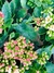 KALANCHOE