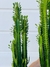 EUPHORBIA TRIGONA - comprar online