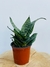 SANSEVIERIA ENANA