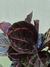 CALATHEA ROSEOPICTA DOTTIE - comprar online