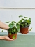 PILEA PEPEROMIOIDES