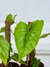 PHILODENDRON MAMEI - comprar online