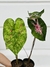 CALADIUM