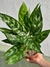 AGLAONEMA MARÍA